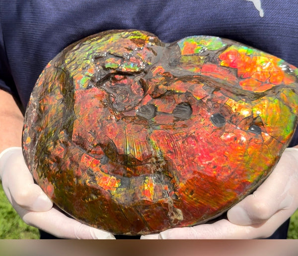 Make an offer! 12.87" Ammolite Placenticeras Intercalare ***Free Shipping***  AF-141 Ammolite  Ammonite Fossil