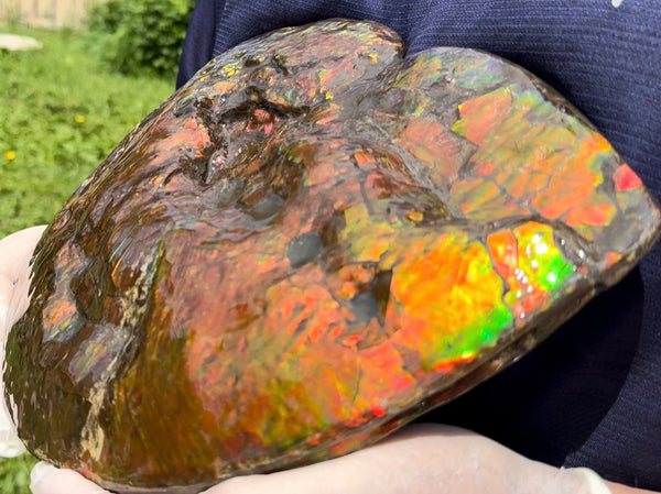 Make an offer! 12.87" Ammolite Placenticeras Intercalare ***Free Shipping***  AF-141 Ammolite  Ammonite Fossil