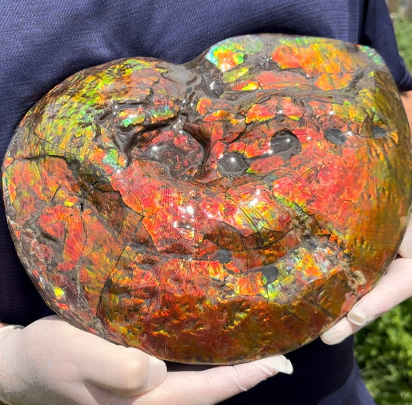 Make an offer! 12.87" Ammolite Placenticeras Intercalare ***Free Shipping***  AF-141 Ammolite  Ammonite Fossil