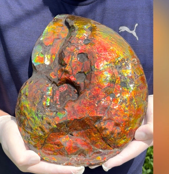 Make an offer! 12.87" Ammolite Placenticeras Intercalare ***Free Shipping***  AF-141 Ammolite  Ammonite Fossil