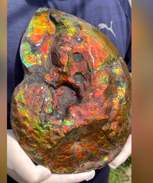 Make an offer! 12.87" Ammolite Placenticeras Intercalare ***Free Shipping***  AF-141 Ammolite  Ammonite Fossil