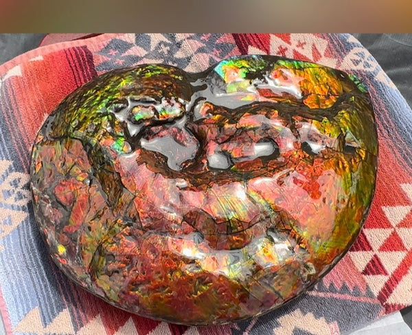 Make an offer! 12.87" Ammolite Placenticeras Intercalare ***Free Shipping***  AF-141 Ammolite  Ammonite Fossil