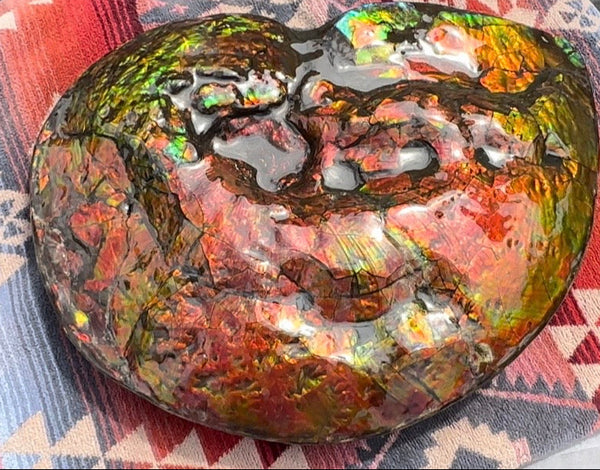 Make an offer! 12.87" Ammolite Placenticeras Intercalare ***Free Shipping***  AF-141 Ammolite  Ammonite Fossil