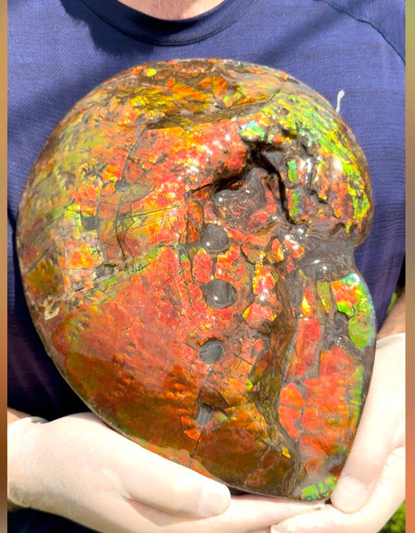 Make an offer! 12.87" Ammolite Placenticeras Intercalare ***Free Shipping***  AF-141 Ammolite  Ammonite Fossil