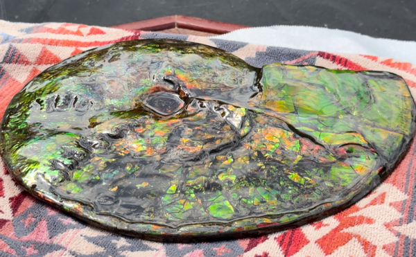 11.57”" Ammolite Placenticeras Intercalare ***Free Shipping***  AF-142  Ammolite  Ammonite Fossil