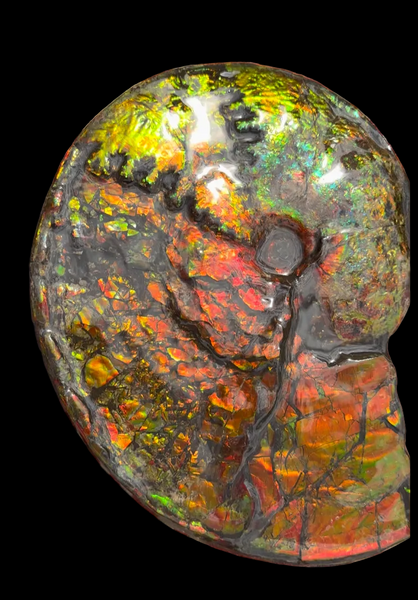 11.57”" Ammolite Placenticeras Intercalare ***Free Shipping***  AF-142  Ammolite  Ammonite Fossil