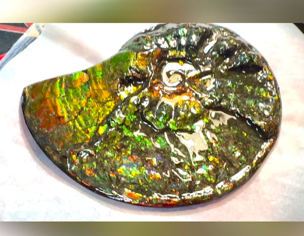 11.57”" Ammolite Placenticeras Intercalare ***Free Shipping***  AF-142  Ammolite  Ammonite Fossil