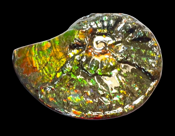 11.57”" Ammolite Placenticeras Intercalare ***Free Shipping***  AF-142  Ammolite  Ammonite Fossil