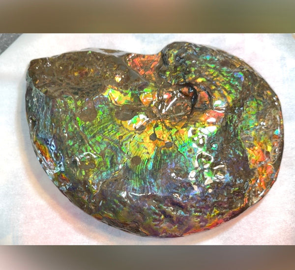 Make an offer! 12.87" Ammolite Placenticeras Intercalare ***Free Shipping***  AF-141 Ammolite  Ammonite Fossil