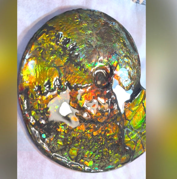 11.57”" Ammolite Placenticeras Intercalare ***Free Shipping***  AF-142  Ammolite  Ammonite Fossil
