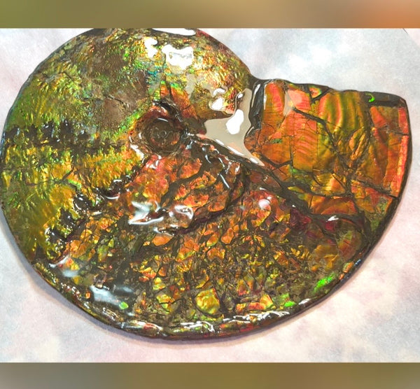 11.57”" Ammolite Placenticeras Intercalare ***Free Shipping***  AF-142  Ammolite  Ammonite Fossil