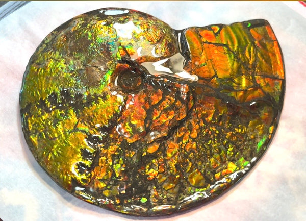 11.57”" Ammolite Placenticeras Intercalare ***Free Shipping***  AF-142  Ammolite  Ammonite Fossil