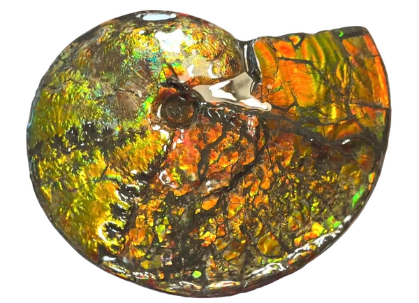 11.57”" Ammolite Placenticeras Intercalare ***Free Shipping***  AF-142  Ammolite  Ammonite Fossil