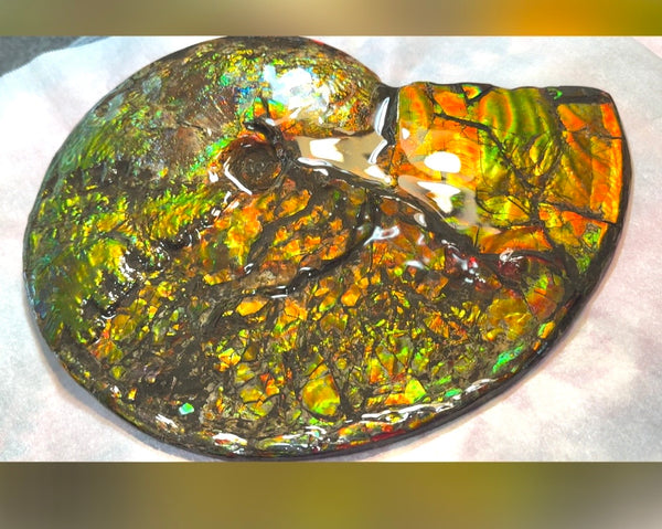11.57”" Ammolite Placenticeras Intercalare ***Free Shipping***  AF-142  Ammolite  Ammonite Fossil