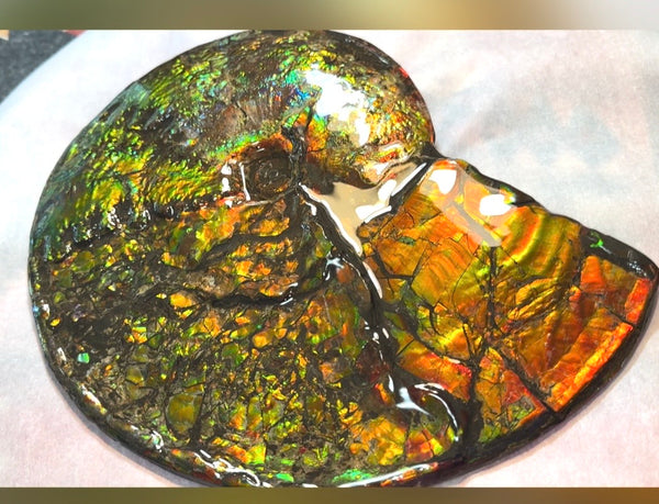 11.57”" Ammolite Placenticeras Intercalare ***Free Shipping***  AF-142  Ammolite  Ammonite Fossil