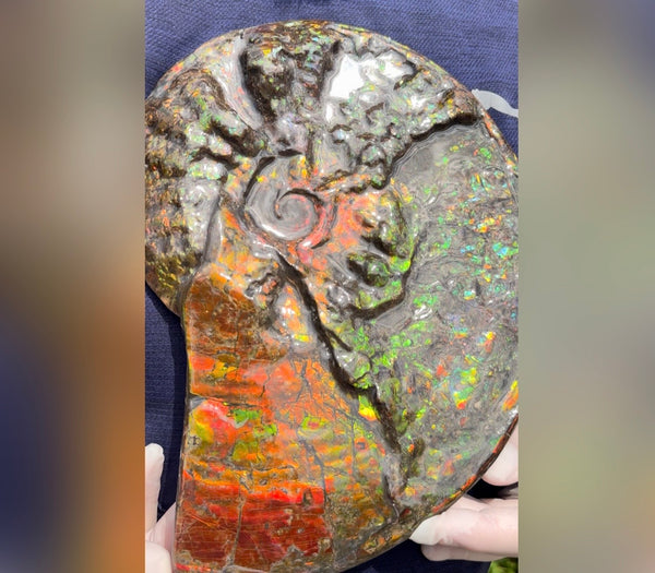 11.57”" Ammolite Placenticeras Intercalare ***Free Shipping***  AF-142  Ammolite  Ammonite Fossil