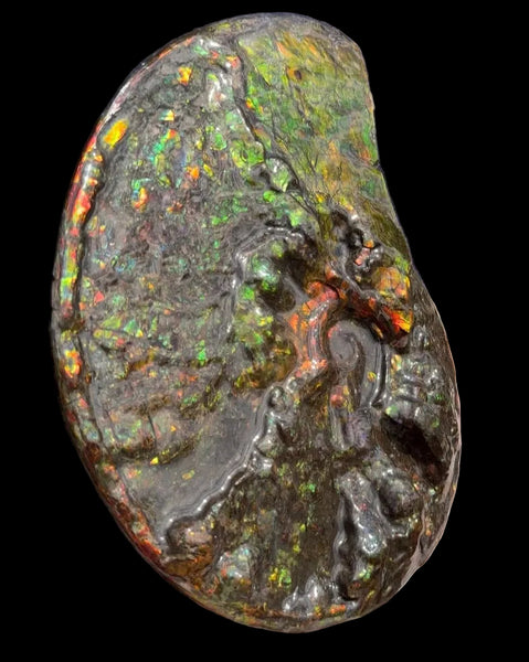 11.57”" Ammolite Placenticeras Intercalare ***Free Shipping***  AF-142  Ammolite  Ammonite Fossil