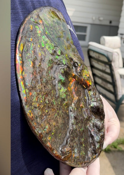 11.57”" Ammolite Placenticeras Intercalare ***Free Shipping***  AF-142  Ammolite  Ammonite Fossil