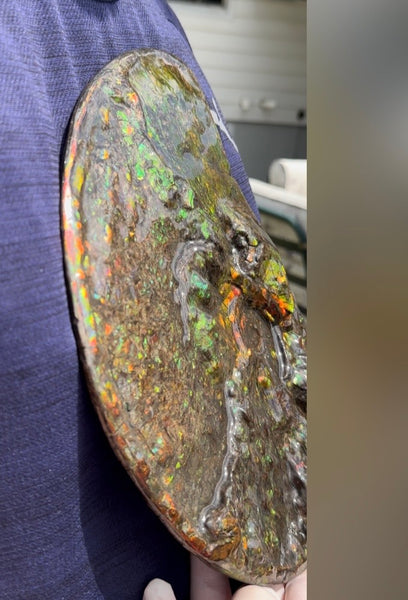 11.57”" Ammolite Placenticeras Intercalare ***Free Shipping***  AF-142  Ammolite  Ammonite Fossil