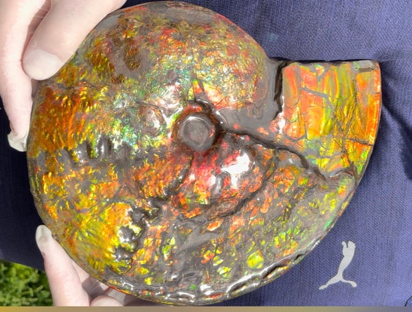 11.57”" Ammolite Placenticeras Intercalare ***Free Shipping***  AF-142  Ammolite  Ammonite Fossil