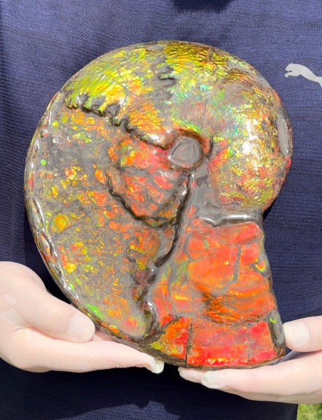 11.57”" Ammolite Placenticeras Intercalare ***Free Shipping***  AF-142  Ammolite  Ammonite Fossil