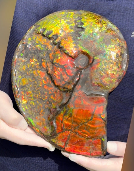 11.57”" Ammolite Placenticeras Intercalare ***Free Shipping***  AF-142  Ammolite  Ammonite Fossil