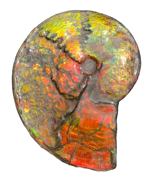11.57”" Ammolite Placenticeras Intercalare ***Free Shipping***  AF-142  Ammolite  Ammonite Fossil