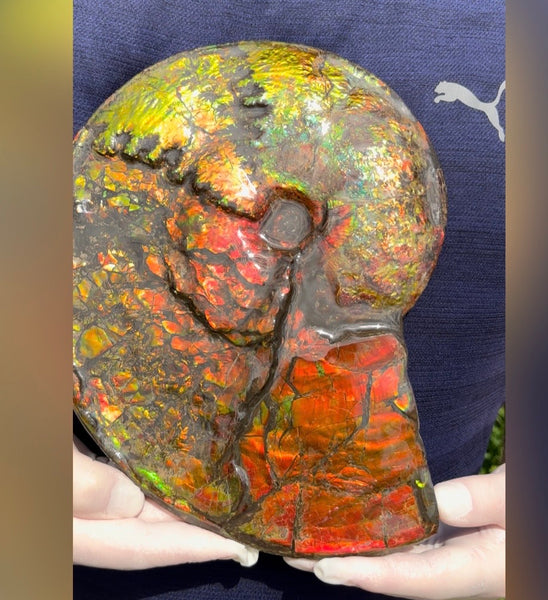 11.57”" Ammolite Placenticeras Intercalare ***Free Shipping***  AF-142  Ammolite  Ammonite Fossil
