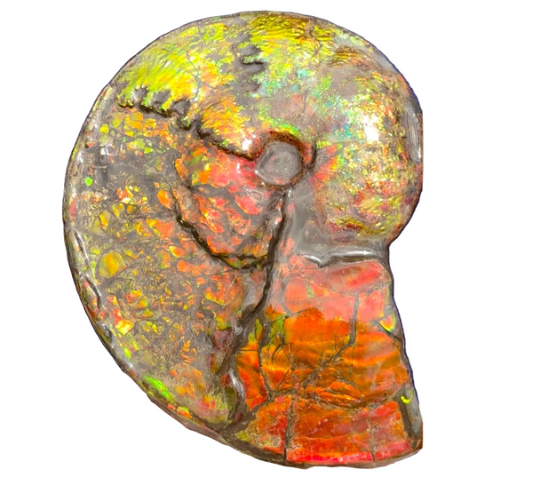 11.57”" Ammolite Placenticeras Intercalare ***Free Shipping***  AF-142  Ammolite  Ammonite Fossil