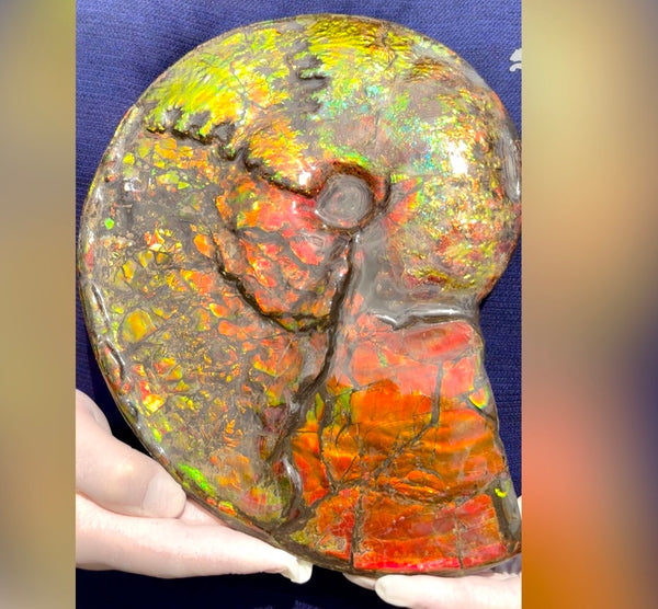 11.57”" Ammolite Placenticeras Intercalare ***Free Shipping***  AF-142  Ammolite  Ammonite Fossil