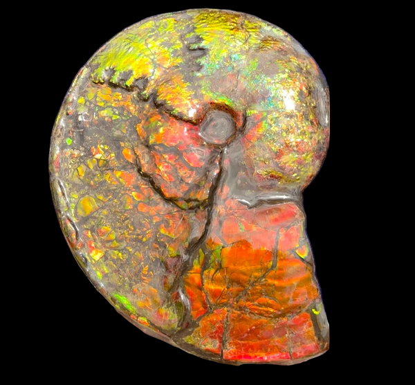 11.57”" Ammolite Placenticeras Intercalare ***Free Shipping***  AF-142  Ammolite  Ammonite Fossil