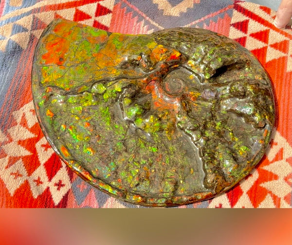 11.57”" Ammolite Placenticeras Intercalare ***Free Shipping***  AF-142  Ammolite  Ammonite Fossil