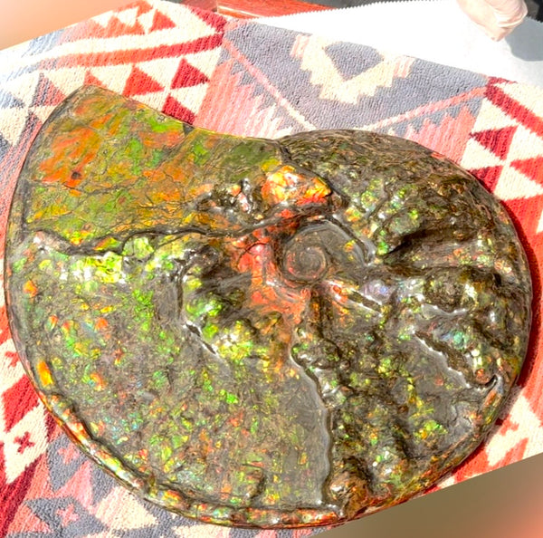 11.57”" Ammolite Placenticeras Intercalare ***Free Shipping***  AF-142  Ammolite  Ammonite Fossil