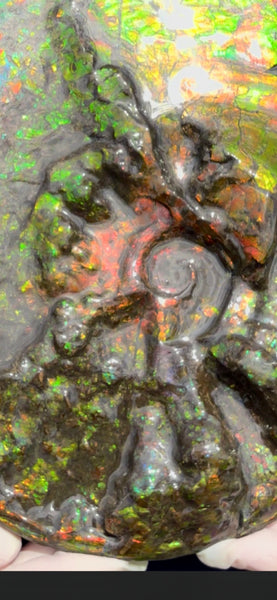 11.57”" Ammolite Placenticeras Intercalare ***Free Shipping***  AF-142  Ammolite  Ammonite Fossil