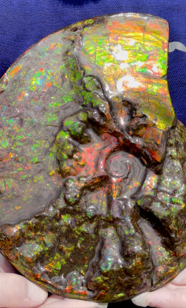 11.57”" Ammolite Placenticeras Intercalare ***Free Shipping***  AF-142  Ammolite  Ammonite Fossil