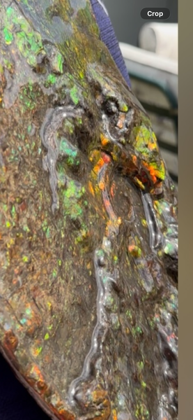 11.57”" Ammolite Placenticeras Intercalare ***Free Shipping***  AF-142  Ammolite  Ammonite Fossil