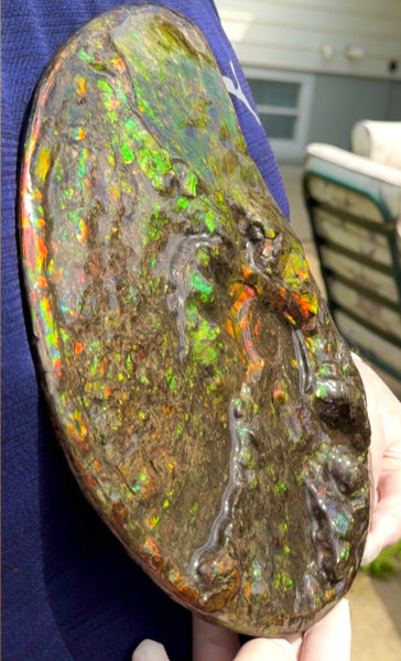 11.57”" Ammolite Placenticeras Intercalare ***Free Shipping***  AF-142  Ammolite  Ammonite Fossil