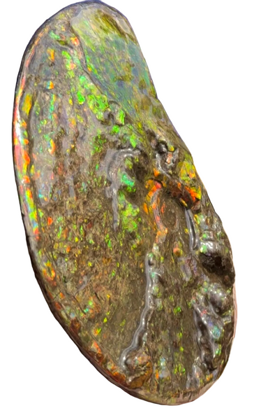 11.57”" Ammolite Placenticeras Intercalare ***Free Shipping***  AF-142  Ammolite  Ammonite Fossil