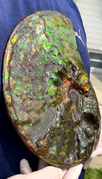 11.57”" Ammolite Placenticeras Intercalare ***Free Shipping***  AF-142  Ammolite  Ammonite Fossil