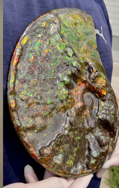 11.57”" Ammolite Placenticeras Intercalare ***Free Shipping***  AF-142  Ammolite  Ammonite Fossil
