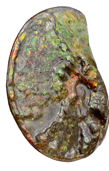 11.57”" Ammolite Placenticeras Intercalare ***Free Shipping***  AF-142  Ammolite  Ammonite Fossil