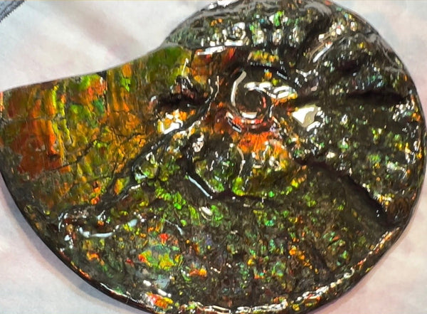 11.57”" Ammolite Placenticeras Intercalare ***Free Shipping***  AF-142  Ammolite  Ammonite Fossil