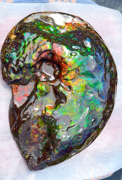 Make an offer! 12.87" Ammolite Placenticeras Intercalare ***Free Shipping***  AF-141 Ammolite  Ammonite Fossil