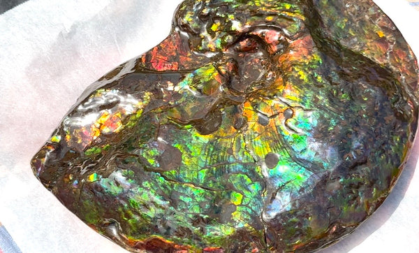 Make an offer! 12.87" Ammolite Placenticeras Intercalare ***Free Shipping***  AF-141 Ammolite  Ammonite Fossil