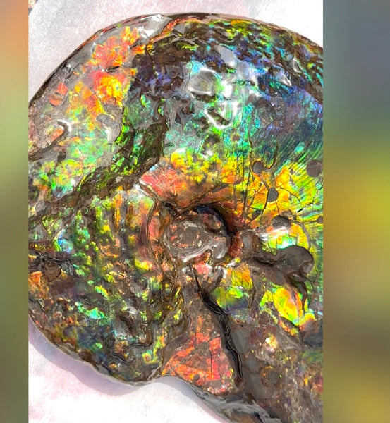 Make an offer! 12.87" Ammolite Placenticeras Intercalare ***Free Shipping***  AF-141 Ammolite  Ammonite Fossil
