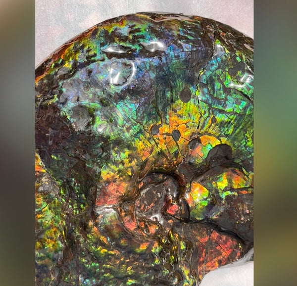 Make an offer! 12.87" Ammolite Placenticeras Intercalare ***Free Shipping***  AF-141 Ammolite  Ammonite Fossil