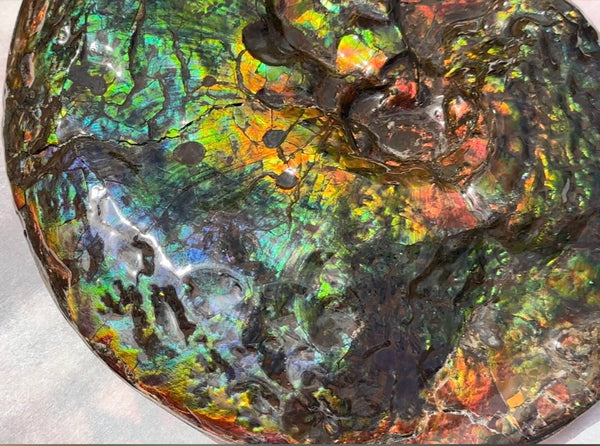 Make an offer! 12.87" Ammolite Placenticeras Intercalare ***Free Shipping***  AF-141 Ammolite  Ammonite Fossil