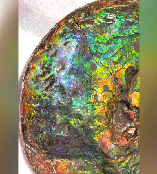 Make an offer! 12.87" Ammolite Placenticeras Intercalare ***Free Shipping***  AF-141 Ammolite  Ammonite Fossil