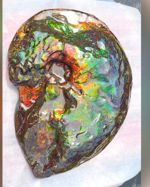 Make an offer! 12.87" Ammolite Placenticeras Intercalare ***Free Shipping***  AF-141 Ammolite  Ammonite Fossil