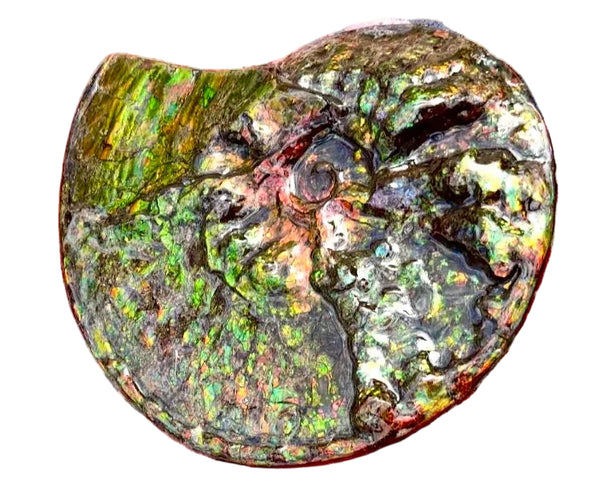 11.57”" Ammolite Placenticeras Intercalare ***Free Shipping***  AF-142  Ammolite  Ammonite Fossil